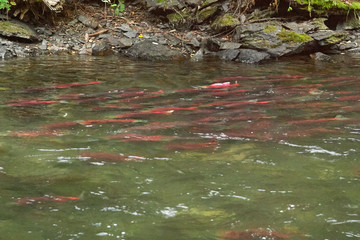 Saukeye salmon during the spawning run in Alaska
