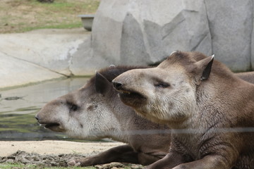 Portrait de tapir - 209362323