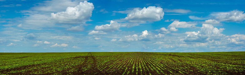 Fototapeta na wymiar panoramic of lines of young shoots on big field