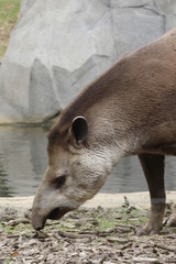 Portrait de tapir - 209362386