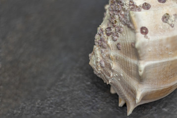 Dry gigantic sea shell. Soft surface inside, rough and textured on the outside.
