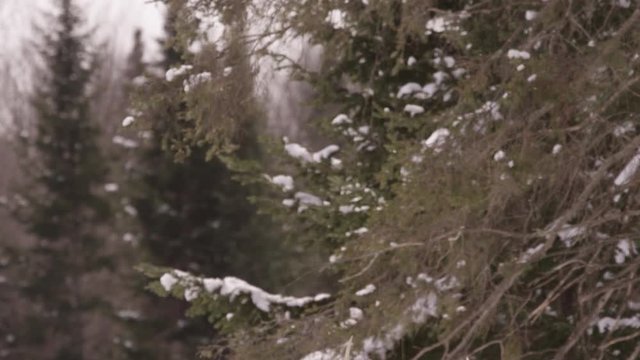 Wapiti elk tilt down reveal lying in the snow slow motion 