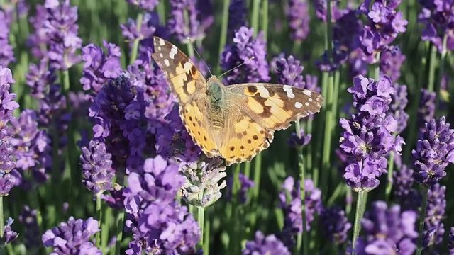 Distelfalter im Lavendelfeld