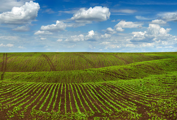 Fototapeta na wymiar crops field, agricultural hills landscape with beautiful sky