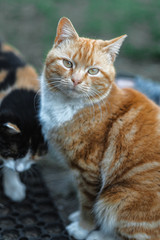 wild cats in the village playing