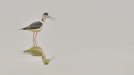 Cavaliere d'Italia fermo sull'acqua del lago
