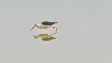 Cavaliere d'Italia che sta cercando cibo nell'acqua, con la sua immagine riflessa