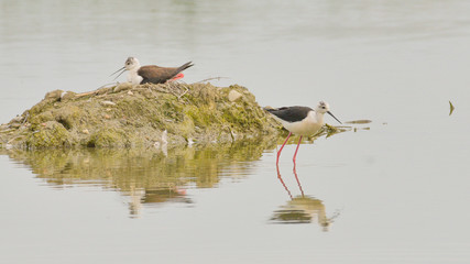 Due cavalieri d'Italia sull'acqua