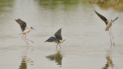 Tre cavalieri d'italia che volano nell'acqua in palude