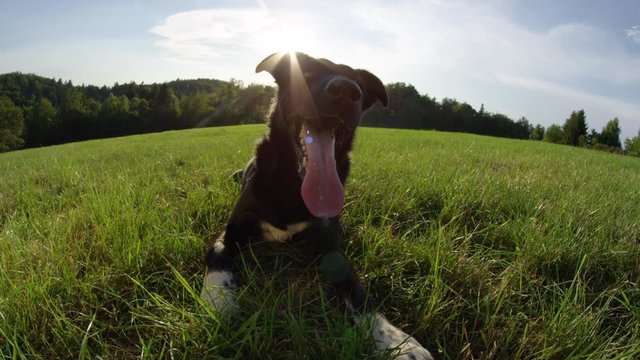 SLOW MOTION, LENS FLARE, PORTRAIT: Happy black border collie cools off and looks around the sunny meadow. Adorable puppy lies in the cool meadow near the forest and obediently waits for its owner.