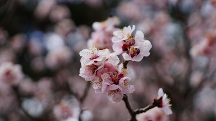 Sakura cherry blossom