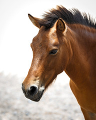 Portrait of a horse.