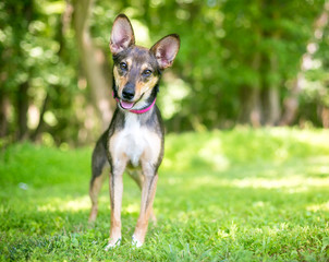 A happy mixed breed dog with large ears, listening with a head tilt