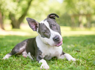 A blue and white Pit Bull Terrier mixed breed dog relaxing in the grass and listening with a head tilt