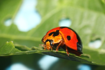 Fototapeta na wymiar Ladybug on a green leaf