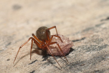 Spider with egg sac - perfect macro photo