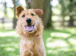 A scruffy brown Terrier mixed breed dog with a happy expression
