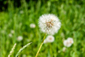 sunny meadow with dandellions and daisies