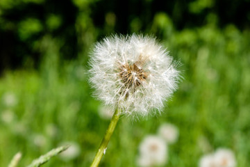 sunny meadow with dandellions and daisies