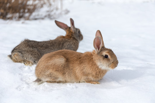 rabbits on white snow