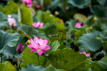 Lotus – Vietnam’s national flower