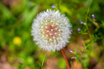 dandelion flower weed nature plant 
