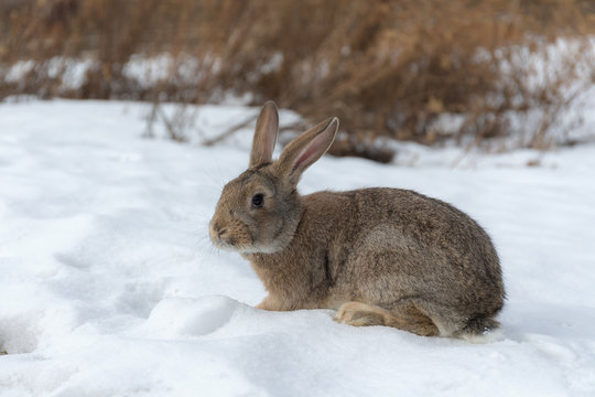 brown rabbit on snow