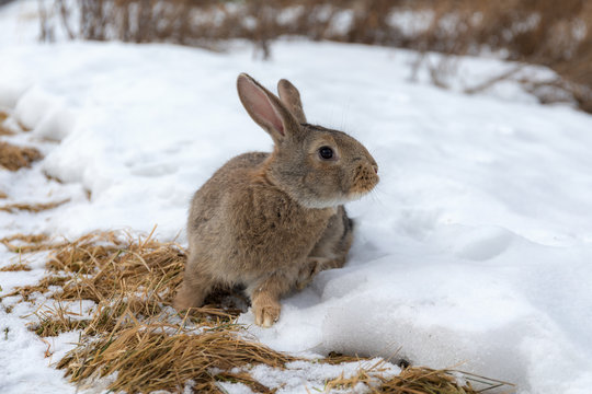 brown rabbit in winter