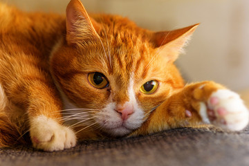 portrait of a cat lying on a sofa