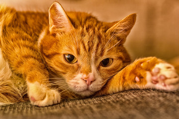 portrait of a cat lying on a sofa