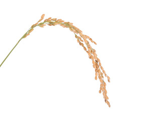Japanese rice ears isolated on white background