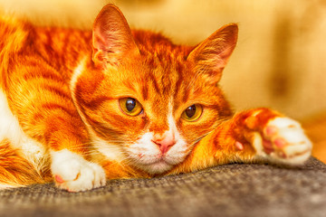 portrait of a cat lying on a sofa