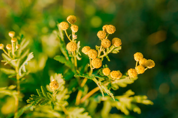 Yellow flowers of common tansy, Tanacetum vulgare