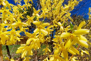 Obraz premium Forsythia