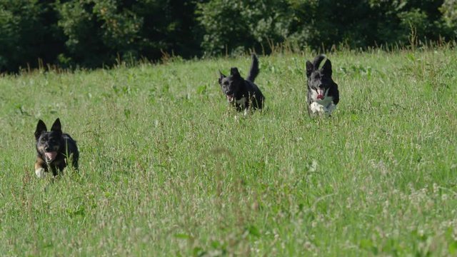 SLOW MOTION, PORTRAIT: Three cheerful border collie dogs run out of forest and through the tall grass towards the camera. Playful puppies running around the empty grassland on a sunny day in summer.