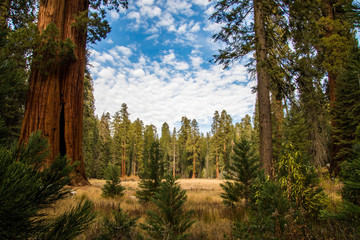 Sequoia National Park