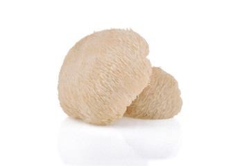 Lion mane mushroom isolated on white background.