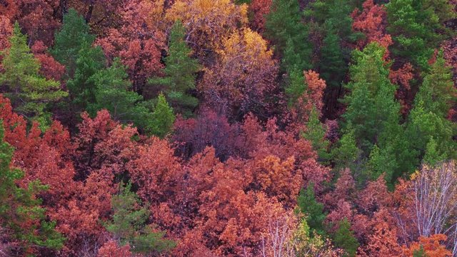 Aerial footage - Colorful autumn forest. Beautiful landscape