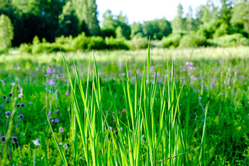 sunny meadow with dandellions and daisies