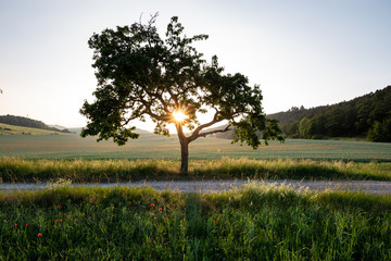Sonne schein zur Dämmerung durch einen Baum, Himmel ohne Wolken © ohenze