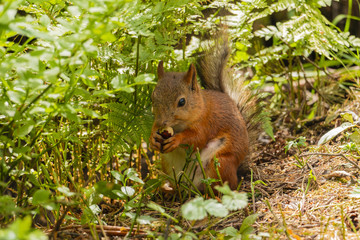 The squirrel enjoys the nut on a summer evening