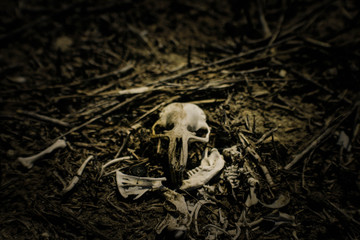 skull on the ground