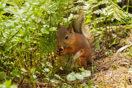 The squirrel enjoys the nut on a summer evening