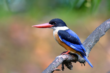 Black capped Kingfisher