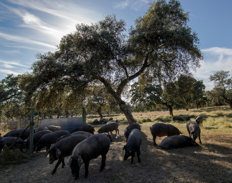 encina y cochinos