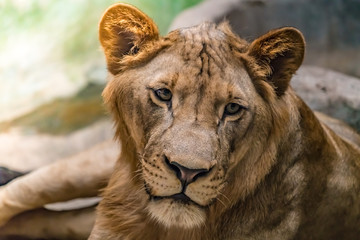 Lioness on the rock
