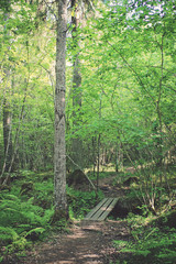 Pathway through the woods
