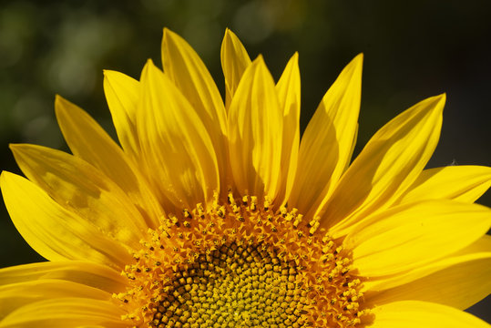 A sunflower (Helianthus) shines in the morning sun.
