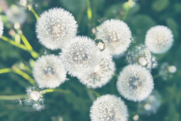 Summer, spring natural floral background. White fluffy dandelions close-up.
