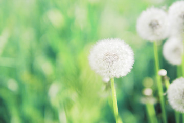 Summer, spring natural floral background. White fluffy dandelions close-up.